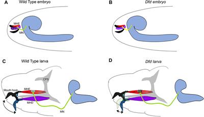 Roles of Drosophila Hox Genes in the Assembly of Neuromuscular Networks and Behavior